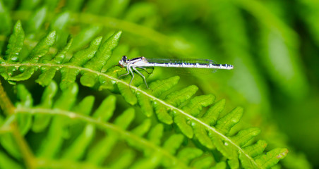 Damsel Fly on Fern branch Leaves in a garden