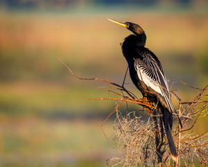 Anhinga soaking up the morning sun while perched in the marsh
