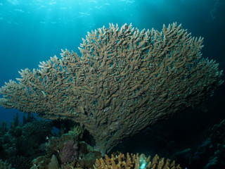 Naklejka na ściany i meble Table Coral (Acropora pharaonis) Taken in Red Sea, Egypt