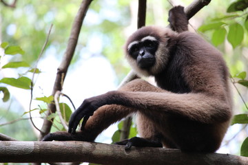 Gibbon