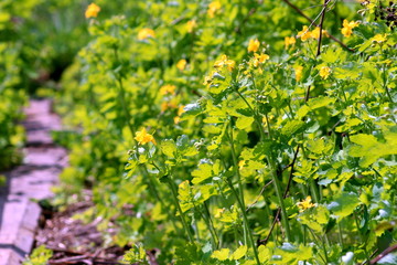 grass and flowers