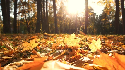 Deurstickers Mooie gele bladeren in een herfstpark. Herfstbladeren die de grond bedekken in het herfstbos. Gouden herfstbos in zonlicht. © DenisProduction.com