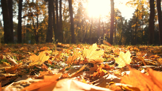 Beautiful yellow leaves in an autumn park. Autumn leaves covering the ground in the autumn forest. Golden autumn forest in sunlight.