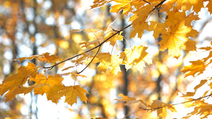Yellow leaves on the branches of autumn forest. Colorful leaves on the branches lit with the sun. Beautiful autumn background.