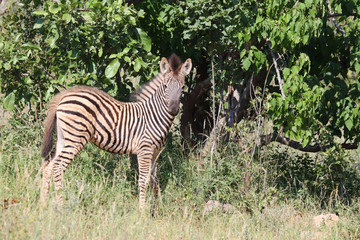 Steppenzebra / Burchell's Zebra / Equus burchellii...