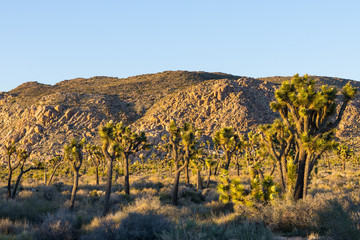Joshua trees in the desert landscape of Joshua Tree National Park, California