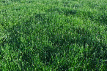 The green grass