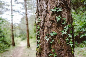 Tree full of plants in the middle of nature with more trees in the background on a cloudy day in the middle of the mountain.