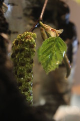 hops on a green background