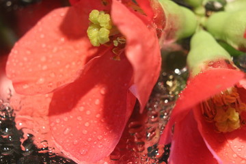red rose with water drops