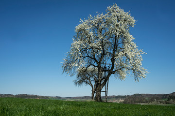 Obraz premium springtime on a meadow