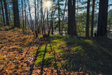 Early spring scene melts snow in the forest.