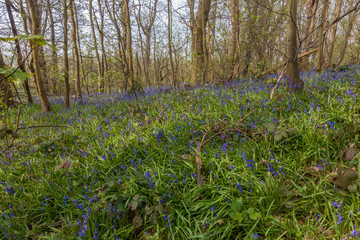 Blue bells flowering in April 2019 in Champsill Coppice near the village of Worsfield in Shropshire, Rngland, UK