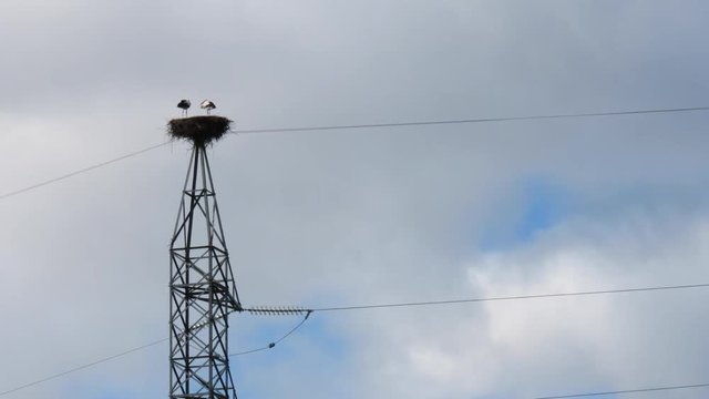 WHITE STORK - CIG&Uuml;E&Ntilde;A BLANCA (Ciconia ciconia), Cervera de Pisuerga, Monta&ntilde;a Palentina, Palencia, Castilla y Leon, Spain, Europe