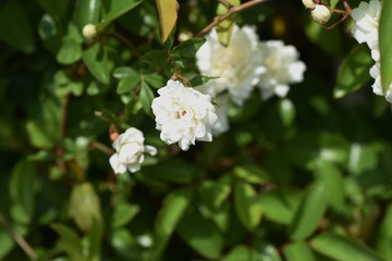 Banksia rose (Rosa banksiae)