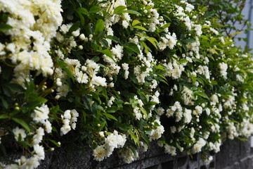 Banksia rose (Rosa banksiae)