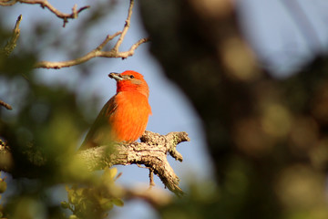 La Sierrra Tarahumara Chihuahua México 