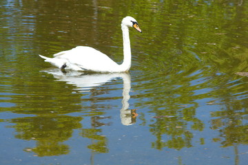 Fototapeta premium swan