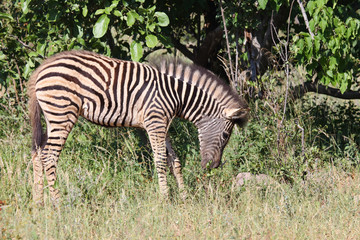 Steppenzebra / Burchell's Zebra / Equus burchellii...