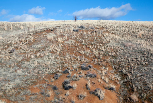 High desert brush on hillside, red soil, blue sky, US, 2017.