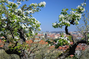 View of Prague in spring with blooming trees