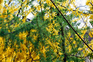 Forsythia flowers in front of with green grass and blue sky. Golden Bell, Border Forsythia (Forsythia x intermedia, europaea) blooming in spring garden bush