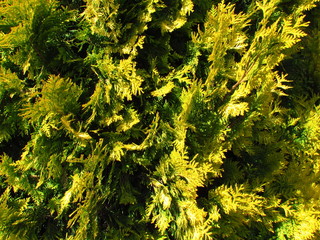 Cypress, yellow cultivar, Close-up of a needle tree, natural phototexture, a favorite garden tree