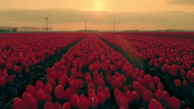 Aerial Reveal Shot of Colorful Red Tulips at Sunset with Wind Turbines in the Background