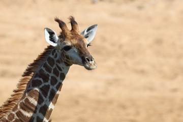 Giraffe / Giraffe / Giraffa Camelopardalis