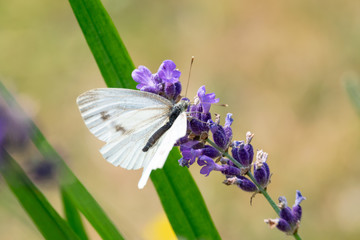 Schmetterling