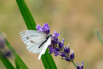 Schmetterling