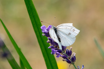 Schmetterling