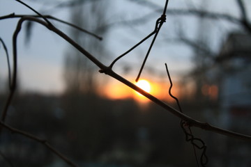 branches on a background of blue sky