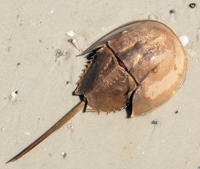 Horseshoe Crab 