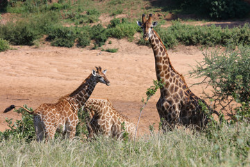 Giraffe / Giraffe / Giraffa Camelopardalis