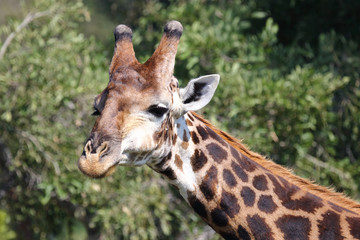 Giraffe / Giraffe / Giraffa Camelopardalis