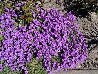 Obraz premium Lila Blumen im Beet