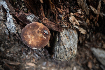 mushroom  