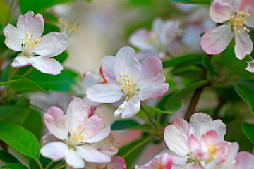 Flowering crabapple in the garden