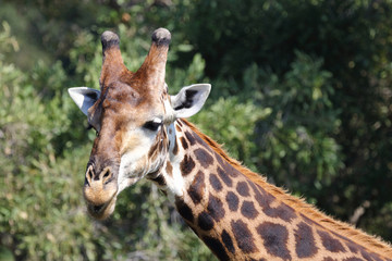 Fototapeta premium Giraffe / Giraffe / Giraffa Camelopardalis