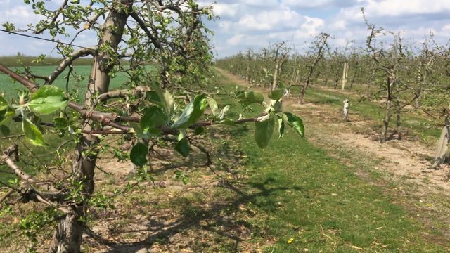 apple orchard in spring, Poland