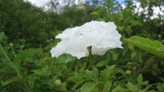 Flor rde color branca 1