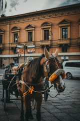 Fototapeta premium Traditional horse