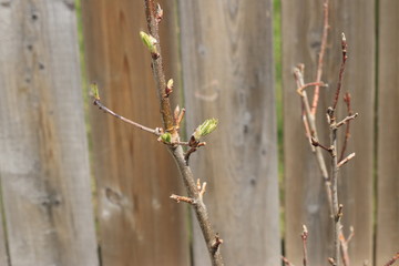 Dry branch with leaf buds