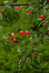 Cherry in the drops after the rain in the garden