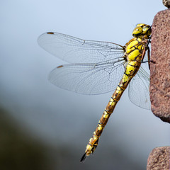 Green dragonfly  sitting on brick wall