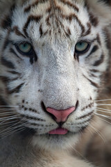 Portrait of White Bengal tiger (Panthera tigris bengalensis, Panthera tigris tigris; felidae)