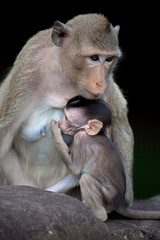 Mother and child (monkeys in Angkor Wat, Cambodia)