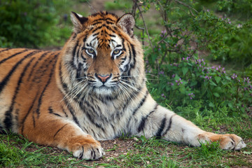 Naklejka na ściany i meble Siberian or Amur tiger (Panthera tigris altaica)