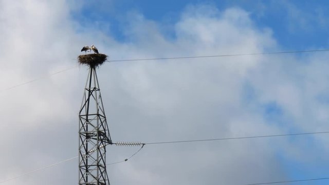 WHITE STORK - CIG&Uuml;E&Ntilde;A BLANCA (Ciconia ciconia), Cervera de Pisuerga, Monta&ntilde;a Palentina, Palencia, Castilla y Leon, Spain, Europe